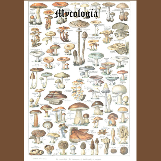 Mycologia – Assorted Mushrooms Of New England Vol. 1