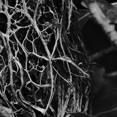 HADOPELAGYAL - Zalmathic Necroichorion 12"
