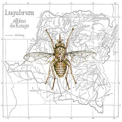 Lugubrum - Albino de Congo